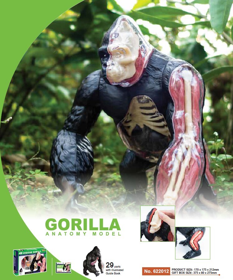 ファッション 通販 ゴリラ 4Dビジョン 新品未開封 解剖モデル 4D Gorilla VISION 4D 立体パズル