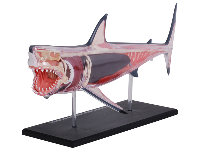 【楽ギフ_のし宛書】 新品未開封 4Dビジョン ホホジロザメ 解剖モデル 4D VISION 立体パズル
