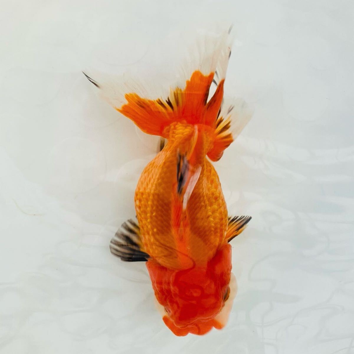 伊勢オランダ獅子頭 当歳 約13cm 雌】現物出品! 「以下検索用 伊勢オランダ獅子頭 当歳 約13cm 雌】現物出品! 「以下検索用