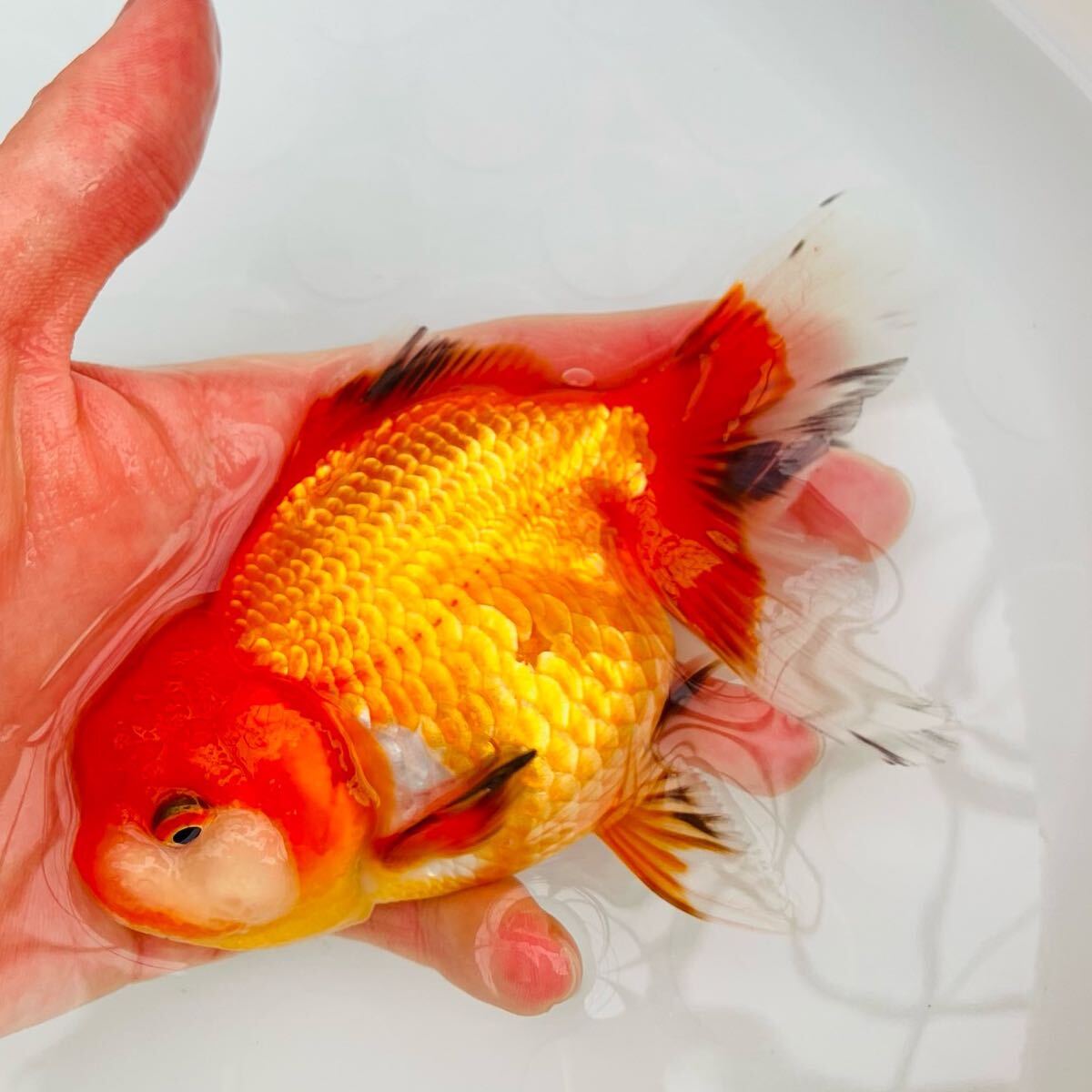 伊勢オランダ獅子頭 当歳 約13cm 雌】現物出品! 「以下検索用 伊勢オランダ獅子頭 当歳 約13cm 雌】現物出品! 「以下検索用