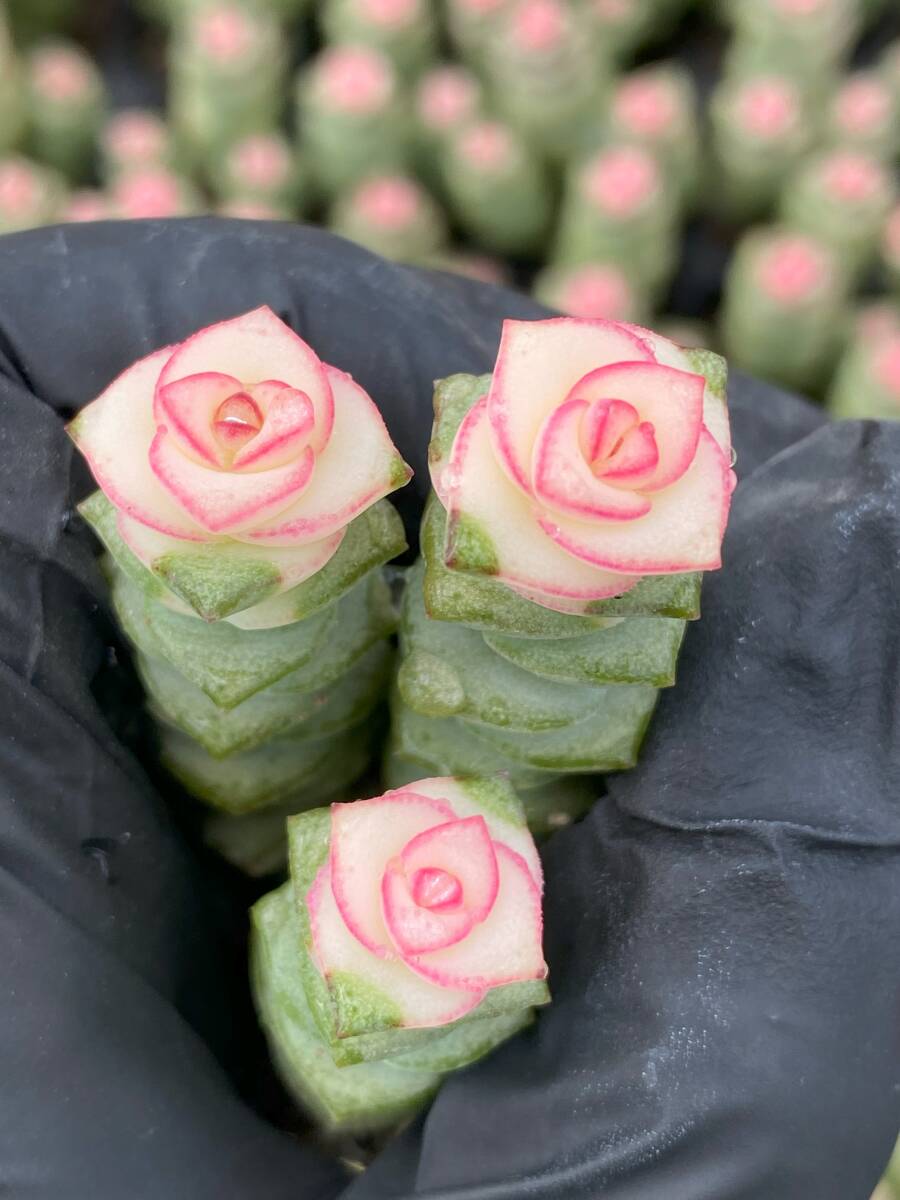 128株 D127-1多肉植物 エケベリア 銭串錦 サボテン 観葉植物 花