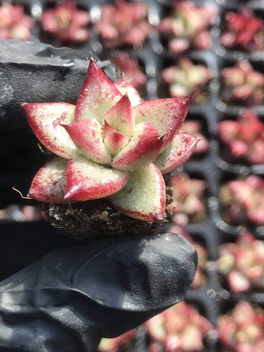 105株 D193-1多肉植物 エケベリア 赤い檀 サボテン 観葉植物 花 園芸　レア種 土と根付き で