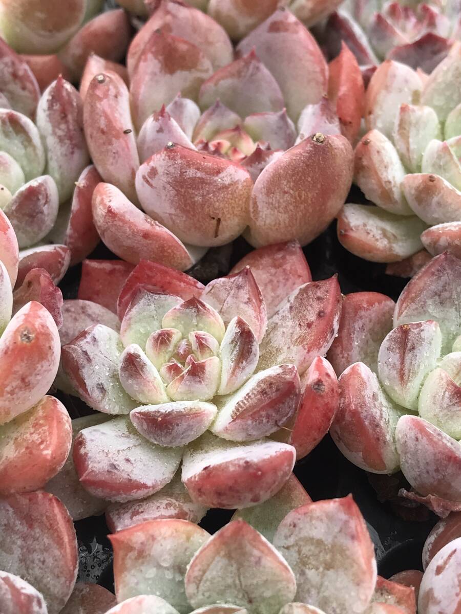 128株 D13-4多肉植物 エケベリア フライングスター サボテン