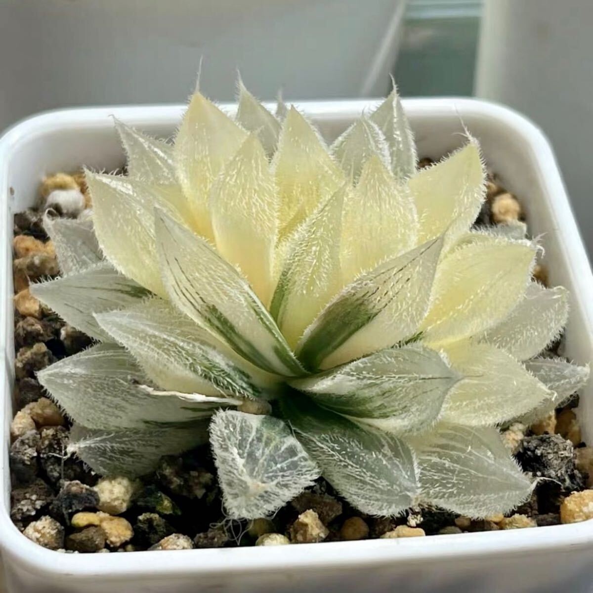 Yahoo!オークション - 多肉植物 ハオルチア 金色九尾狐錦 糊斑 Yahoo!オークション - 多肉植物 ハオルチア 金色九尾狐錦 糊斑