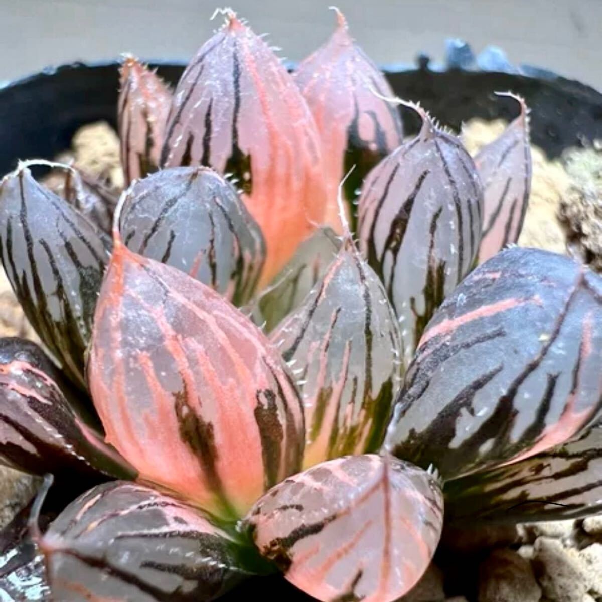 ≧∇≦)多肉植物 ハオルチア 太楽錦 極上斑 サボテン ≧∇≦)多肉植物 ハオルチア 太楽錦 極上斑 サボテン