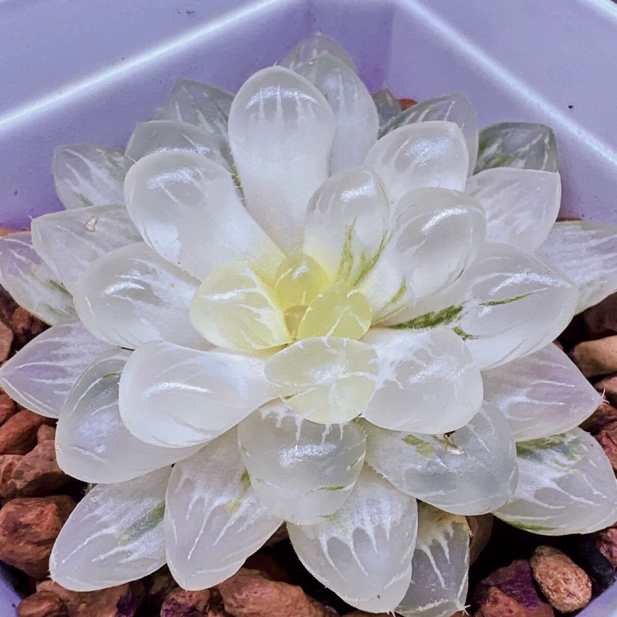 多肉植物 ハオルチア 白睡蓮錦 超美品 新品種 糊斑(サボテン 多肉植物 ハオルチア 白睡蓮錦 超美品 新品種 糊斑(サボテン