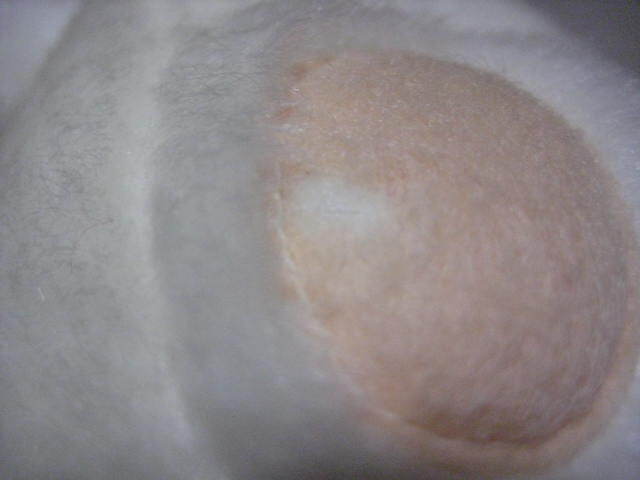 ナンジャタウン　ナジャヴ　ぬいぐるみ_画像6