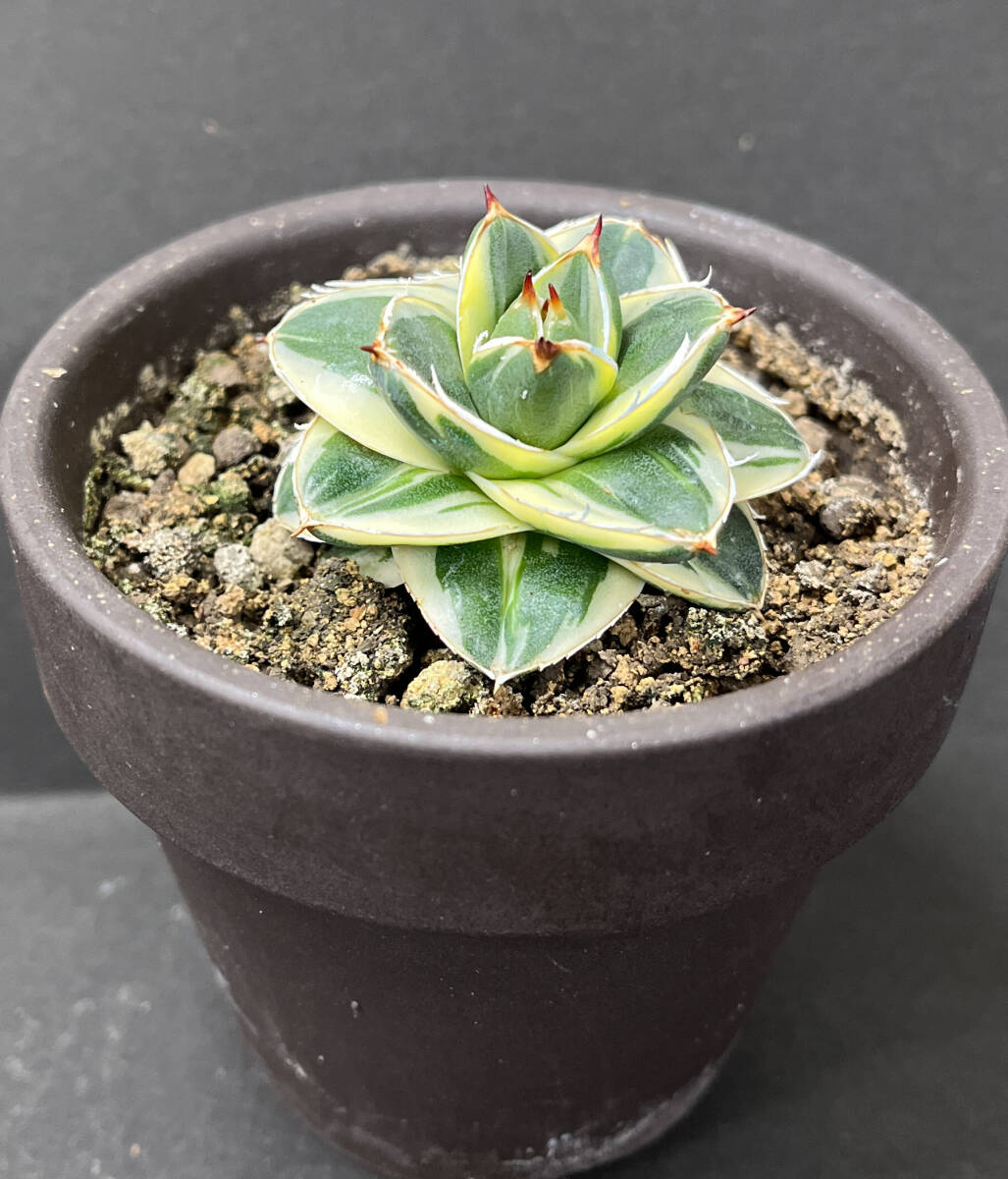 アガベピンキー 王妃笹の雪A型白覆輪 Agave filifera (Pinky)1円 アガベピンキー 王妃笹の雪A型白覆輪 Agave filifera (Pinky)1円