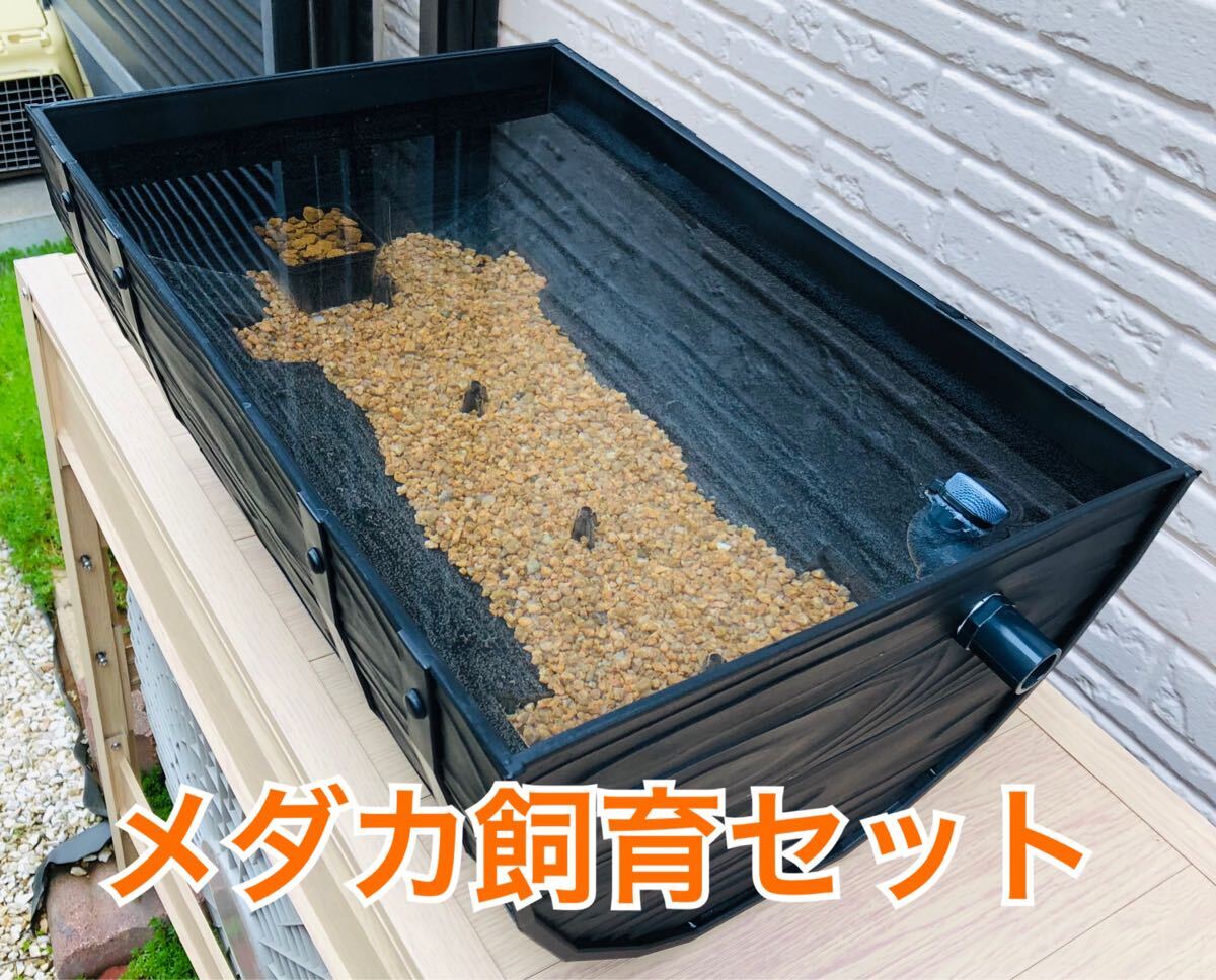 メダカ飼育セット