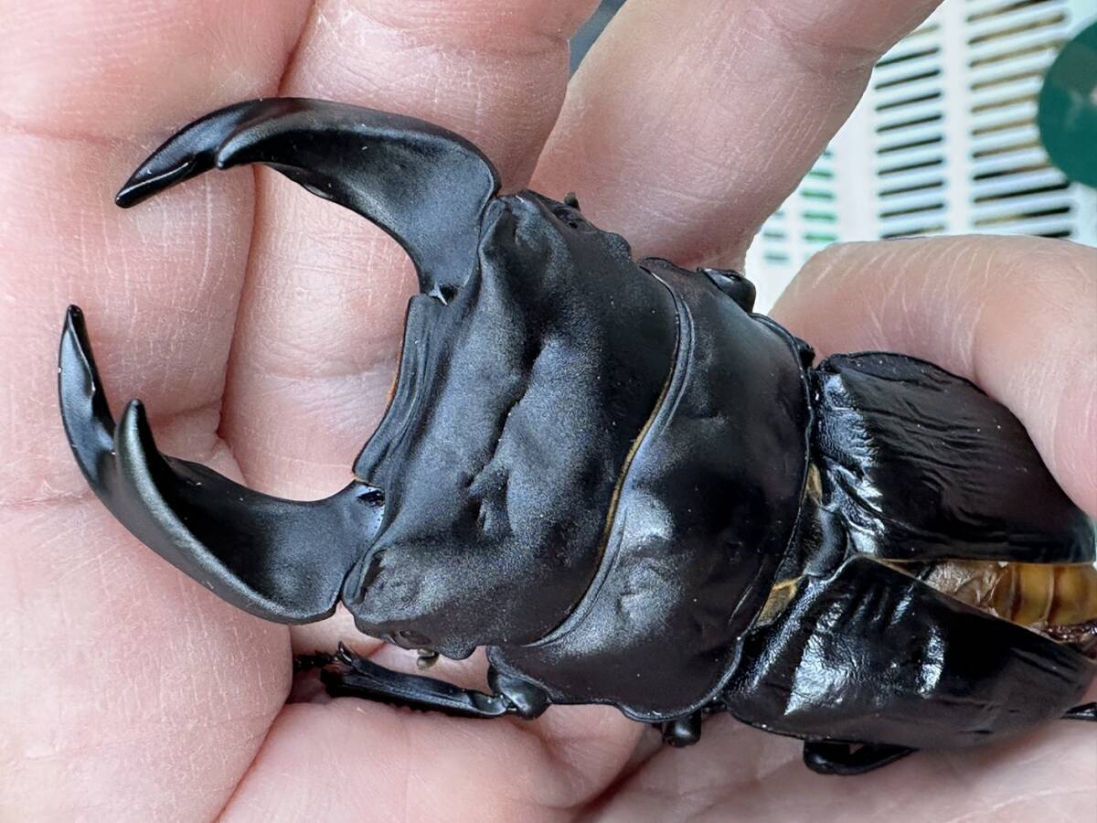 G-STYLE様　HOPEI北峰　王翦血統　累代　幼虫4頭セット① 2025年最新Yahoo!オークション - 外国産(成虫 クワガタムシ)の中古品