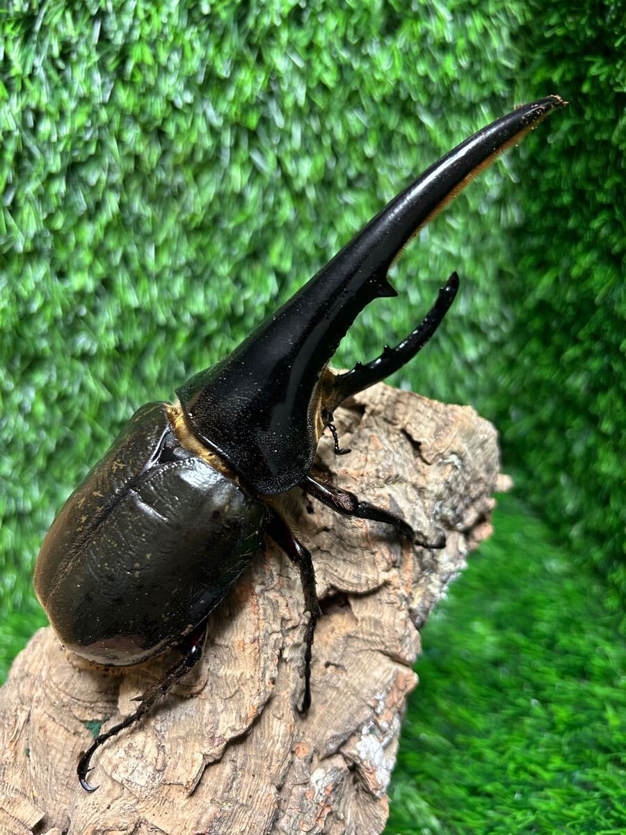 DHヘラクレス　♂151mm