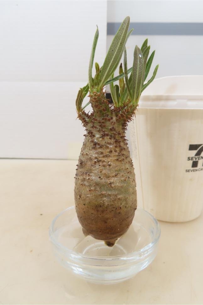 9294「塊根植物」パキポディウム　グラキリスS　抜き苗【11/27最新到着・gracilius・根切確認済・マダガスカル・人気のチビグラキ】