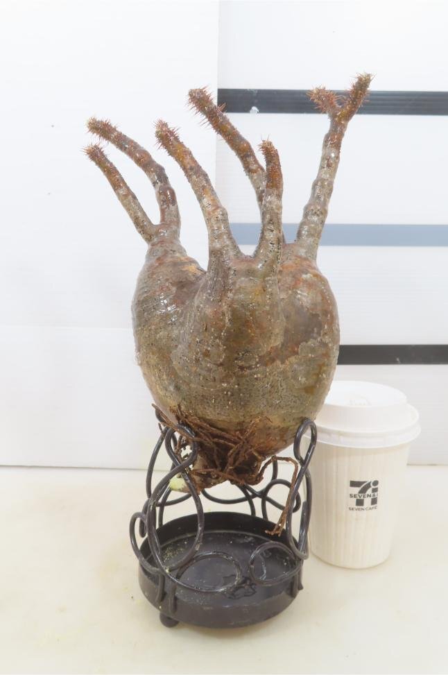 9383「塊根植物」パキポディウム グラキリスM　抜き苗【12/5最新到着・gracilius・根切確認済・マダガスカル】