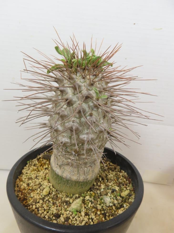 Yahoo!オークション - 6956 「塊根植物」パキポディウム