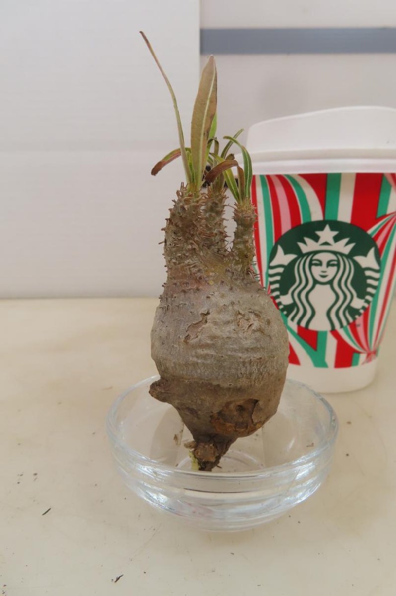 6024 「塊根植物」パキポディウム　グラキリスS　抜き苗【11/27最新到着・gracilius・根切確認済・マダガスカル・人気のチビグラキ】