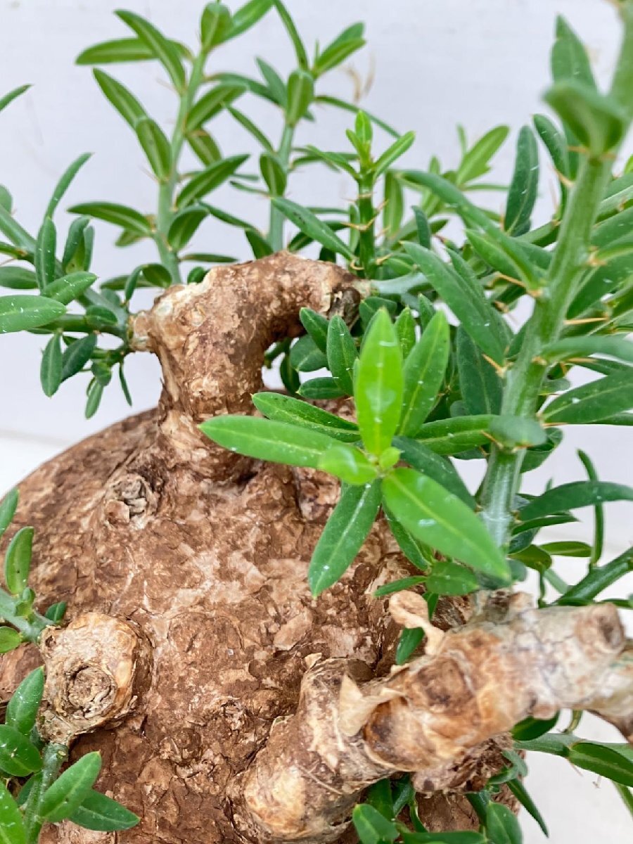 6785 「塊根植物」パキポディウム ビスピノーサム XL植え【発根