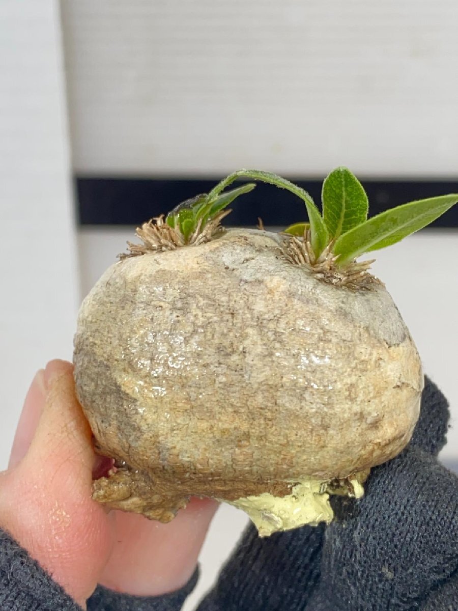 9520「塊根植物」パキポディウム 恵比寿笑い 抜き苗 【brevicaule・根切確認済・多肉植物・マダガスカル】