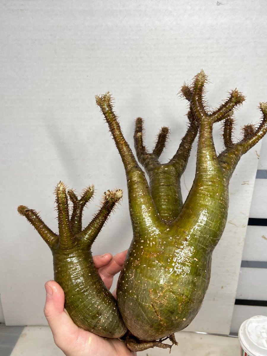 8560 「塊根植物」パキポディウム グラキリス　多頭 抜き苗【12/5最新到着・gracilius・根切確認済・マダガスカル】