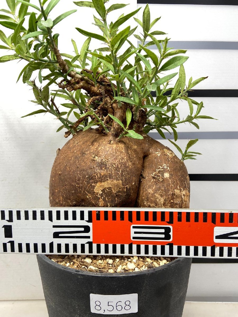 植物×鉢】パキポディウム ビスピノーサム 現地級 大株