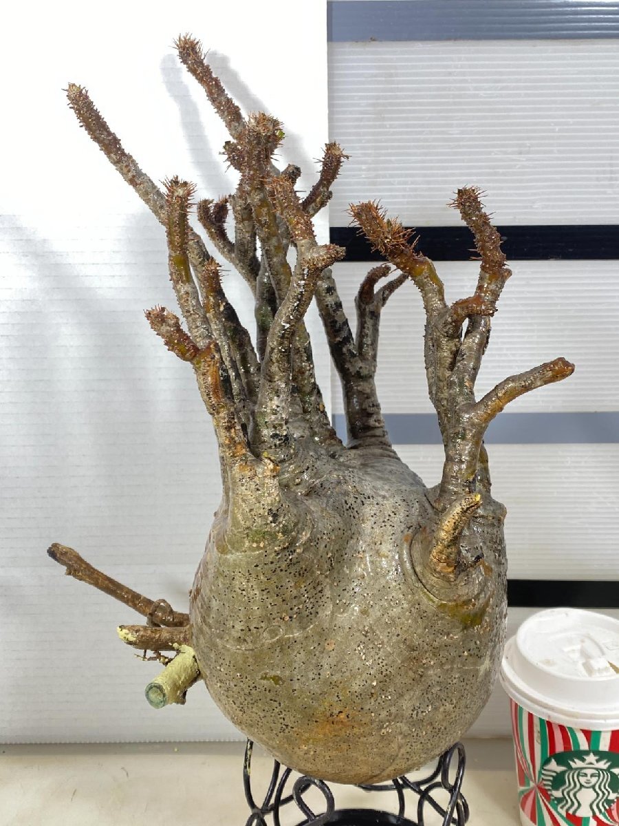 9546「塊根植物」パキポディウム グラキリス　L　抜き苗【12/5最新到着・gracilius・根切確認済・マダガスカル】