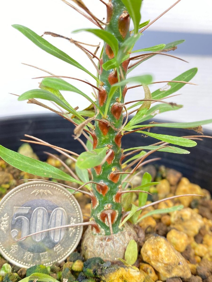 8091 「実生」フォークイエリア プルプシー大【塊根植物・Fouquieria purpusii・葉落ちする】