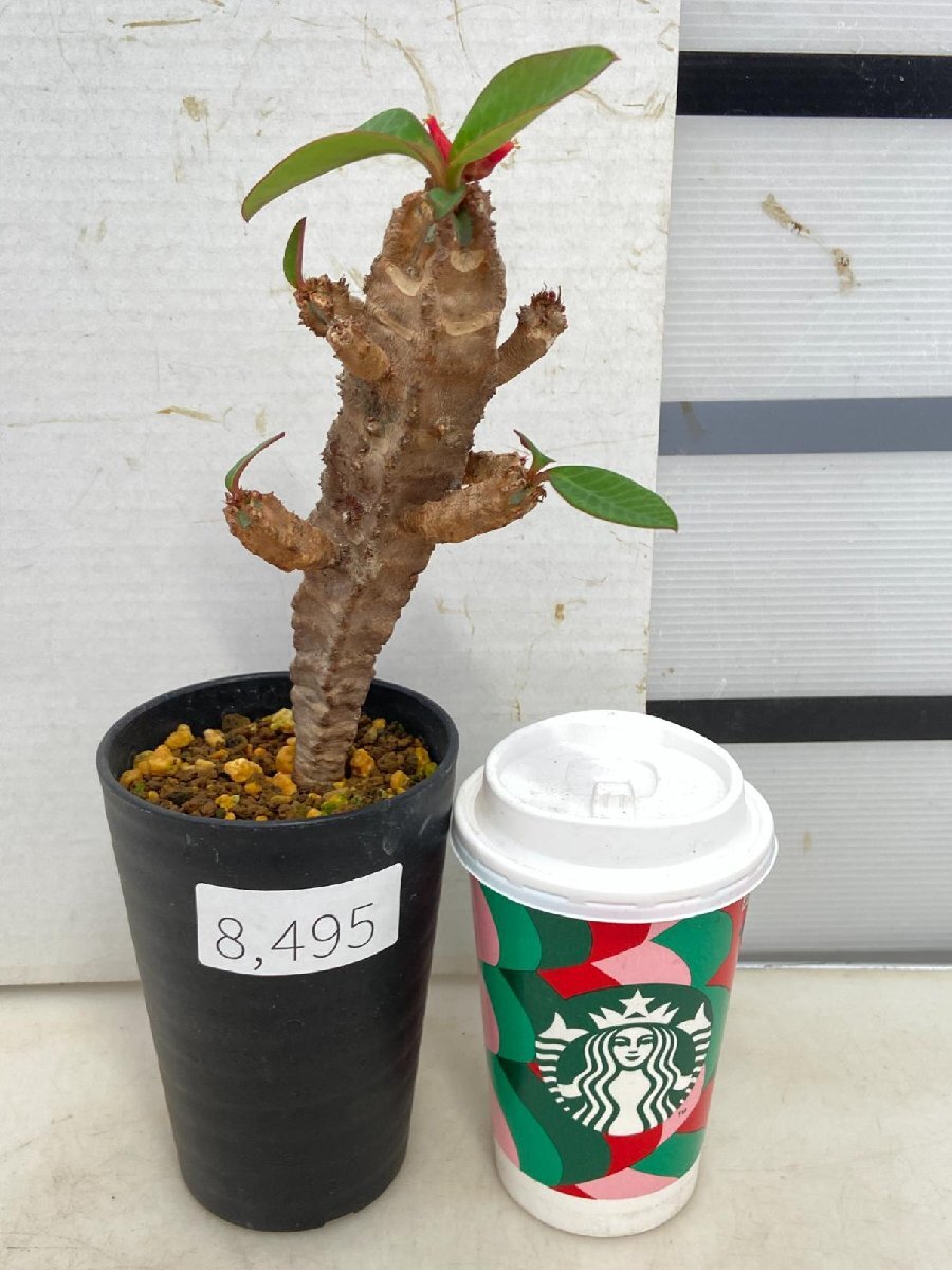 8495「多肉植物」ユーフォルビア ネオフンベルティ　植え【発根開始・Euphorbia neohumbertii・噴炎竜・マダガスカル】