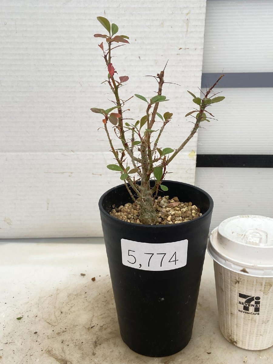 F.ファシクラータ 【国内実生苗】 F.ファシクラータ 【国内実生苗】 Fouquieria fasciculata 実生