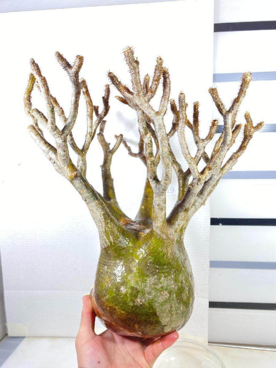 チ4089 「塊根植物」パキポディウム グラキリス S~MS 抜き苗【7 チ4089 「塊根植物」パキポディウム グラキリス S~MS 抜き苗【7