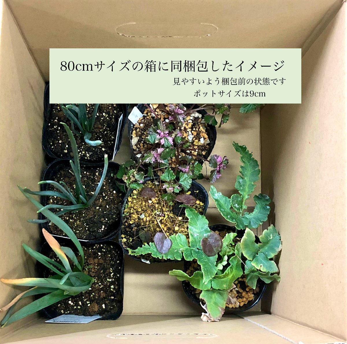 G93- クリスマスローズ原種交配苗【ヘルツェゴビヌス交配x