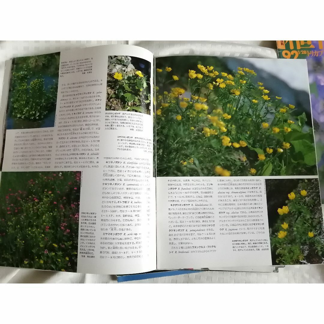 植物の世界10冊セット】 91~100(週刊朝日百科)|Yahoo!フリマ 植物の世界10冊セット】 91~100(週刊朝日百科)|Yahoo!フリマ