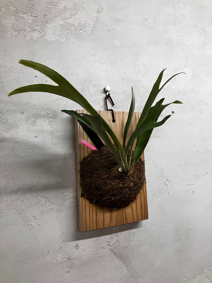 ビカクシダ　キヨマサ　子株 ビカクシダ キヨマサ 子株 - メルカリ