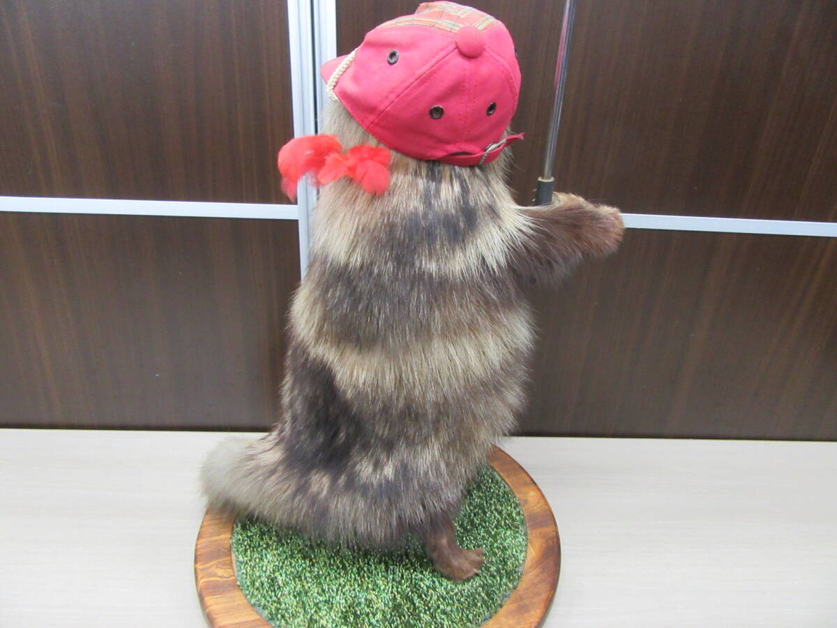 タヌキ 剥製 ゴルフ 北海ハクセイ標本社 置物 オブジェ タヌキ 剥製 ゴルフ 北海ハクセイ標本社 置物 オブジェ