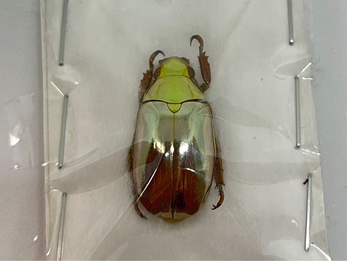 特価!】オプティマプラチナコガネ 標本 シルバー プラチナコガネ 昆虫 コガネムシ(虫類)|売買されたオークション情報、Yahoo!オークション(旧ヤフオク!) の商品情報をアーカイブ公開 - オークファン(aucfan.com) 特価!】オプティマプラチナコガネ 標本 シルバー プラチナコガネ 昆虫 コガネムシ(虫類)|売買されたオークション情報、Yahoo!オークション(旧ヤフオク!) の商品情報をアーカイブ公開 - オークファン(aucfan.com)