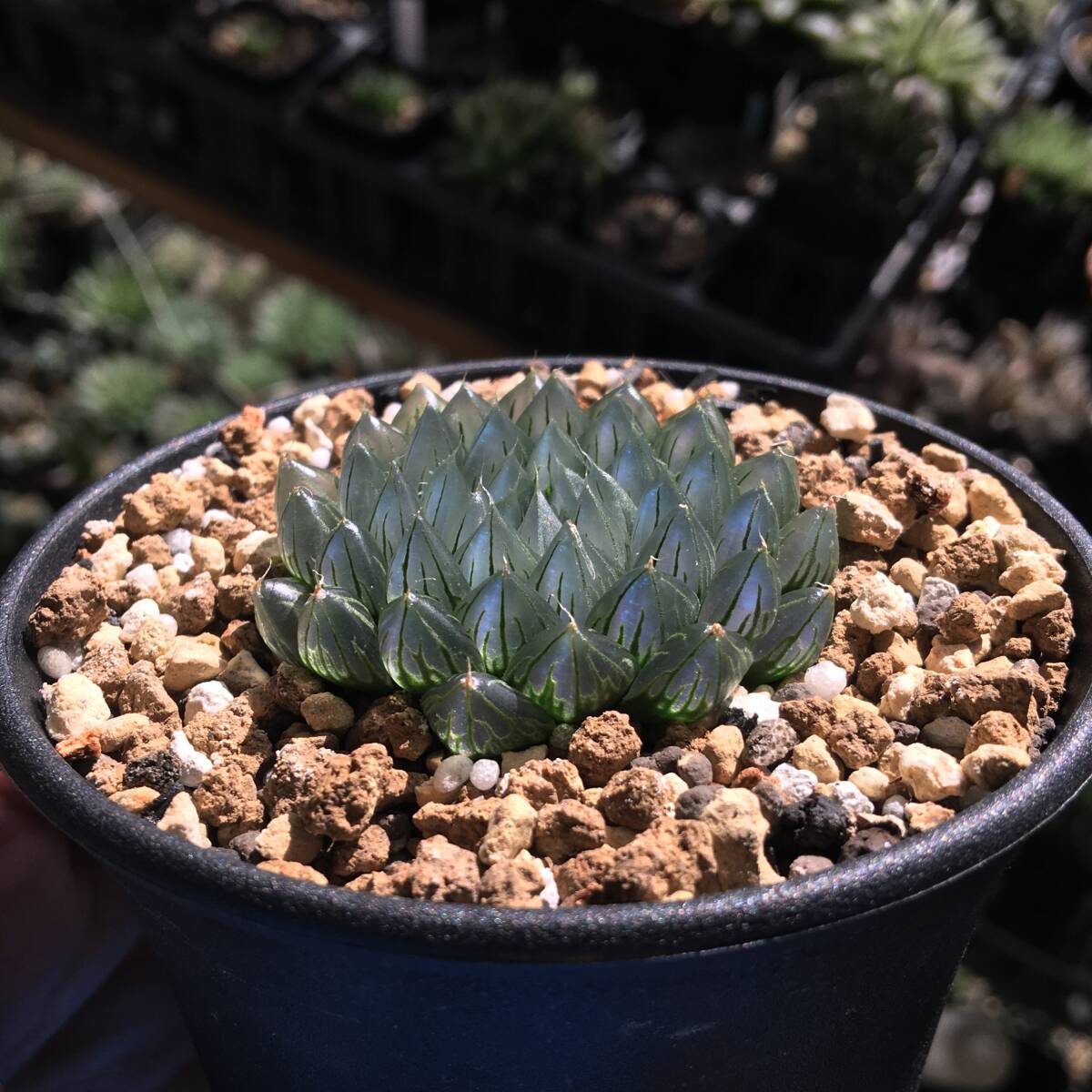 【期間限定出品】ハオルチア 「出藍」 H. 'Shutsuran'　多肉植物 Yahoo!オークション - ハオルチア 「出藍」 H. 'Shutsuran' 多肉植物