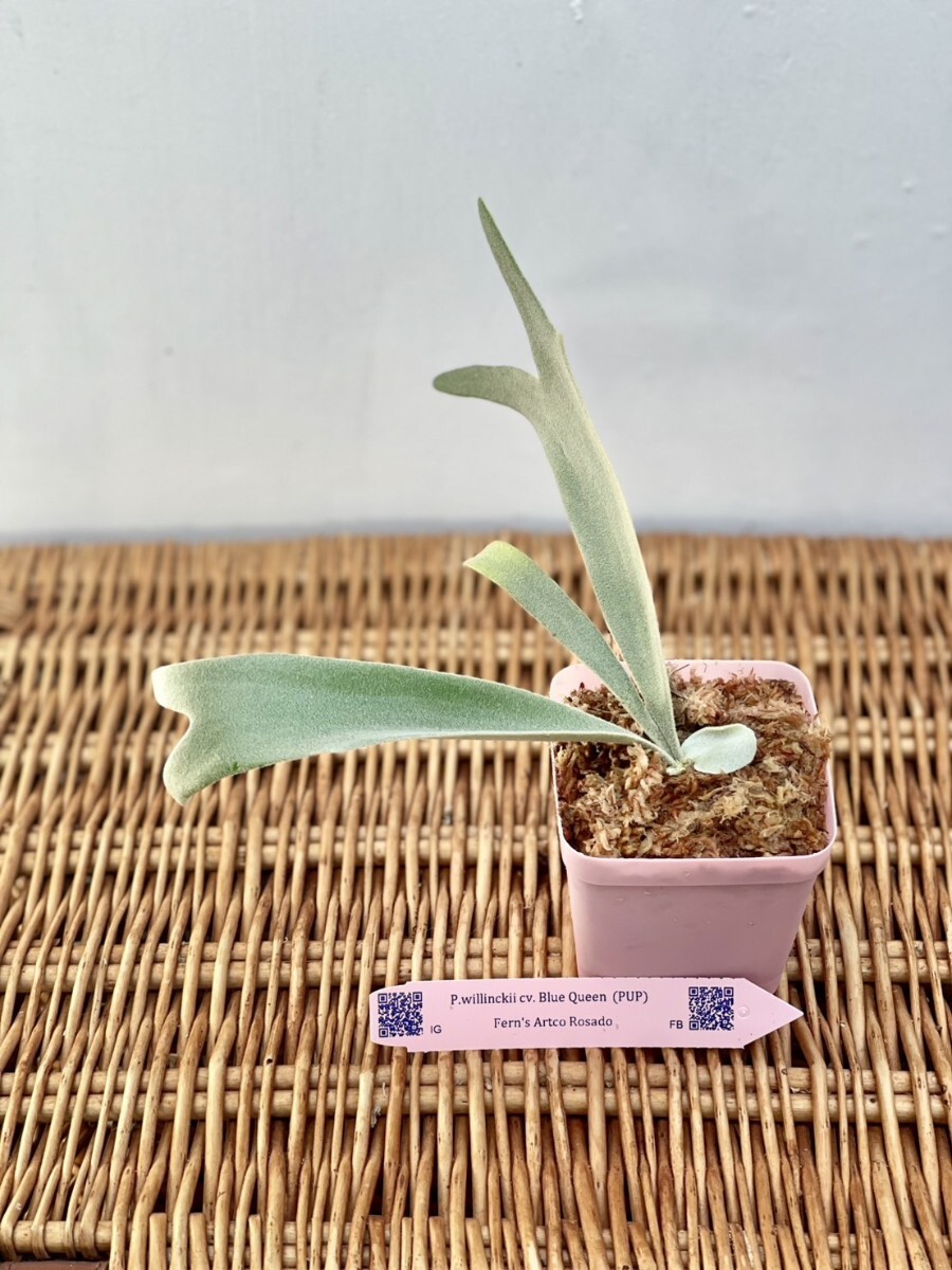 P.willinckii cv P.willinckii cv