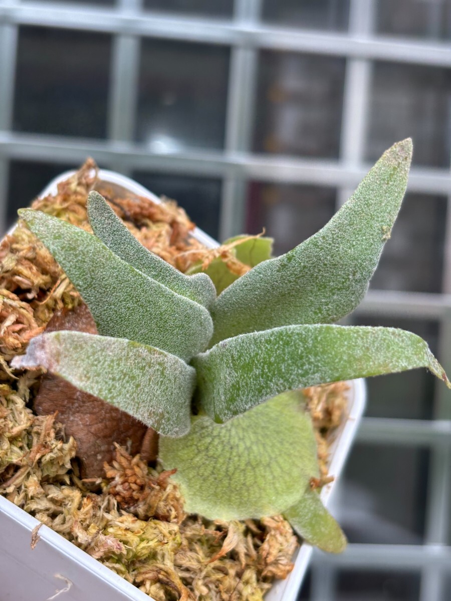 Yahoo!オークション - A74 P.Willinckii Waltz (nook dwarf