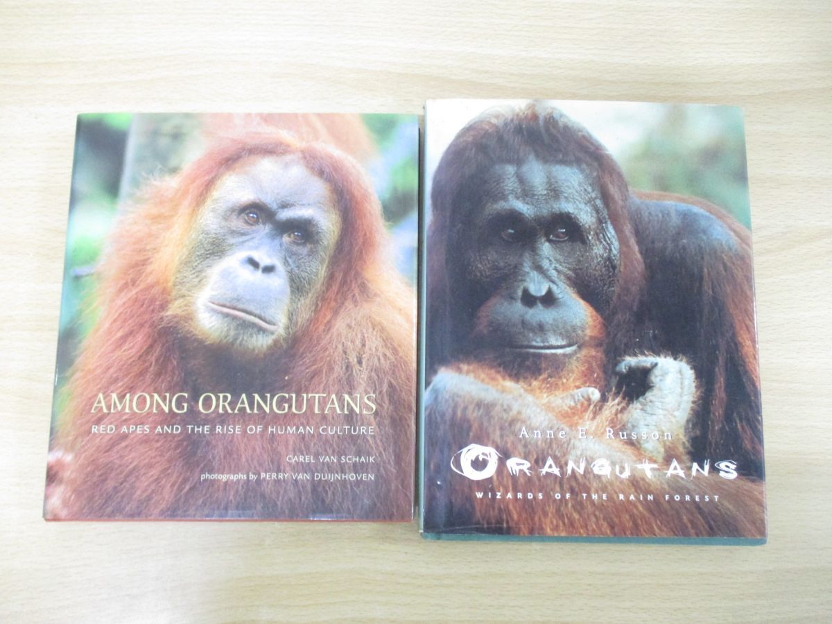 ▲01)【同梱不可】オラウータンの洋書 2冊セット/Among Orangutans/生物学/類人猿/人類文化/A