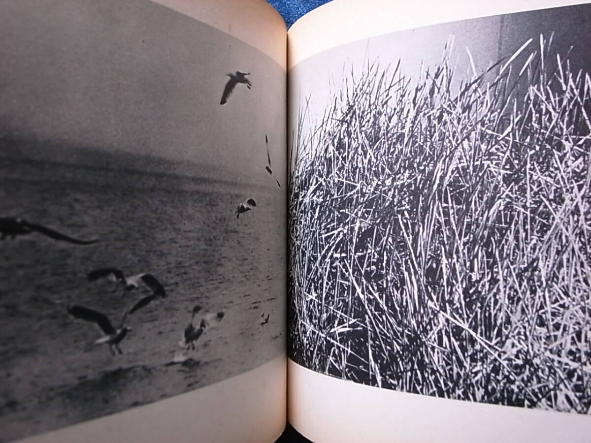 希少絶版・現代イタリア美術洋書○1969年刊・ARTE POVERA 希少絶版・現代イタリア美術洋書○1969年刊・ARTE POVERA