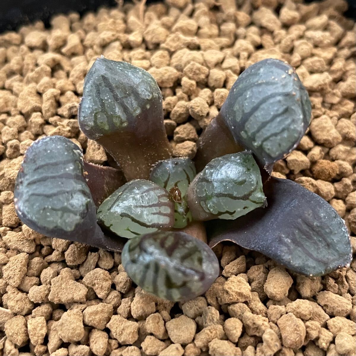 （≧∇≦）多肉植物　ハオルチア　 魔界水晶ミュータント