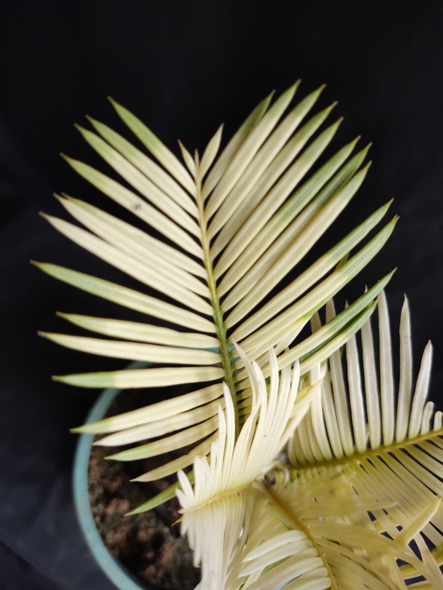 18-73-黄金ソテツ 斑入りソテツ 白い蘇鉄 全斑 サイカス 変異