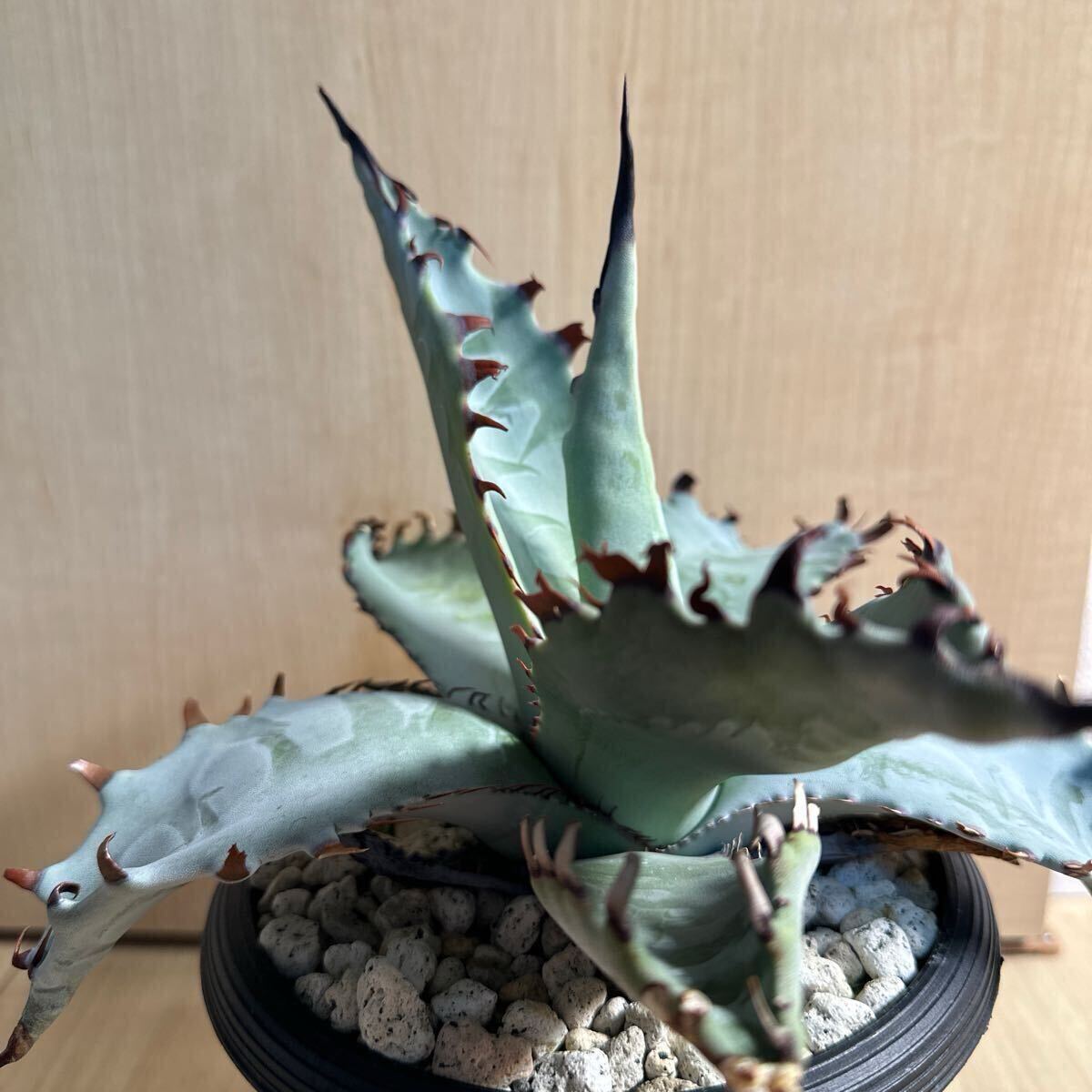 アガベ ゼブラスクエアトゥース アガベ チタノタ agave 台湾株 アガベ ゼブラスクエアトゥース アガベ チタノタ agave 台湾株
