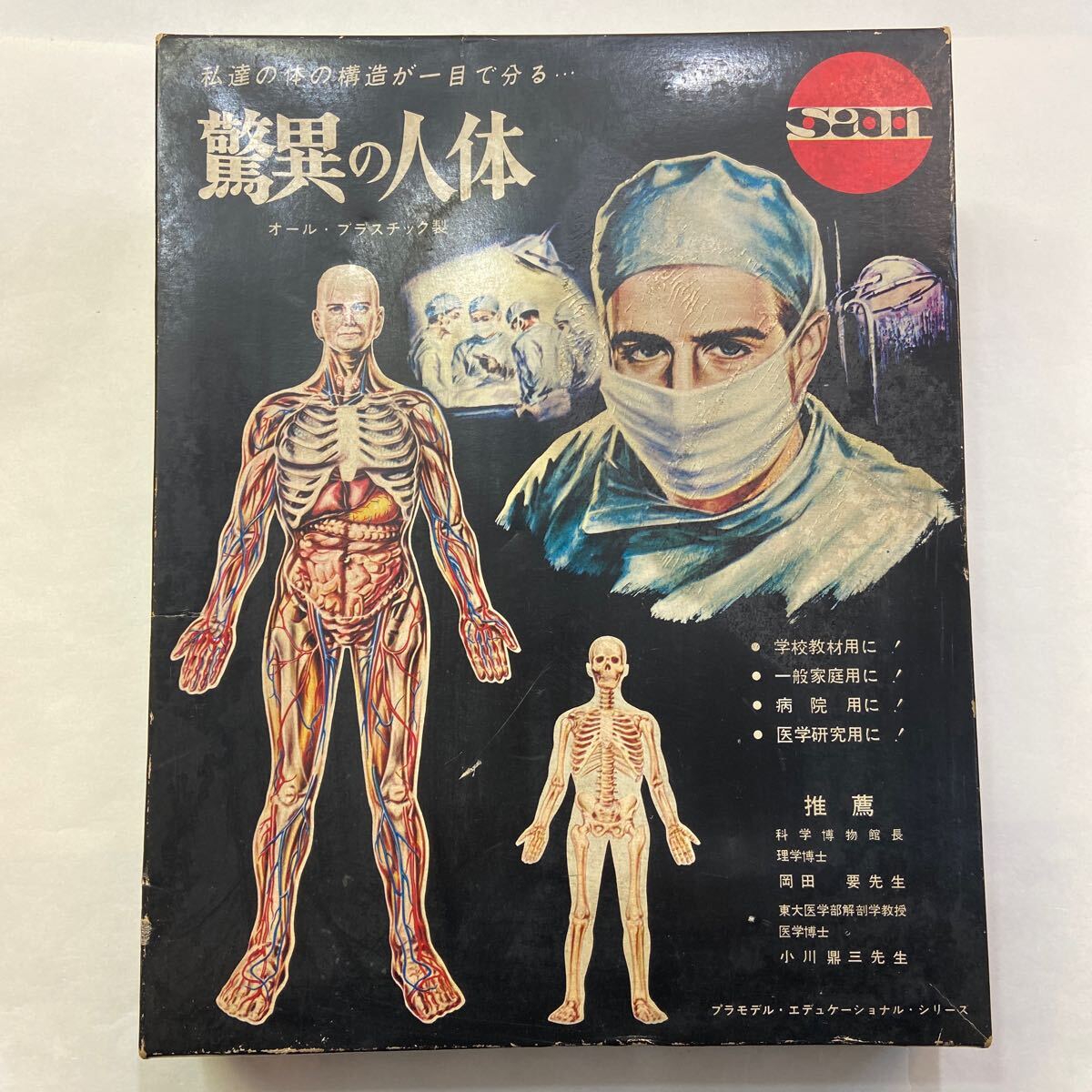 マルサン 驚異の人体模型 エデュケーショナルシリーズ 透視解剖
