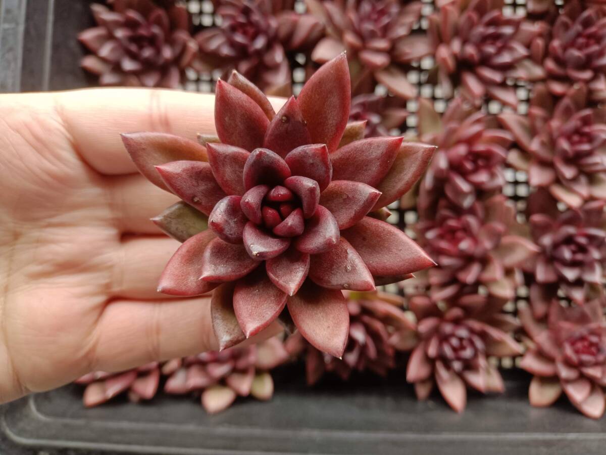 29株 C219-4多肉植物 エケベリア ゴア 超美苗 サボテン 観葉植物 29株 C219-4多肉植物 エケベリア ゴア 超美苗 サボテン 観葉植物