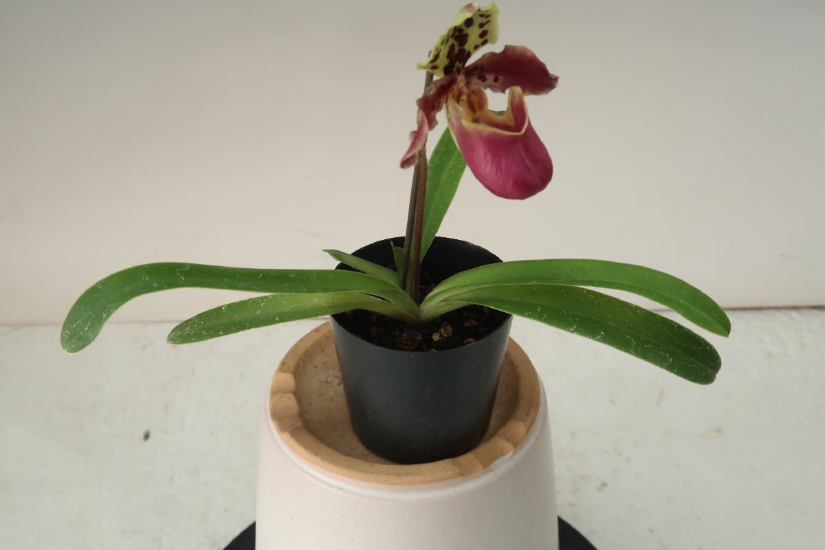  цена . повторная выставка!. орхидея . вид пуховка .oTA11912 TB19-88 Paph. henryanum x sib (\'Blood Origin\' x \'Agitator\')