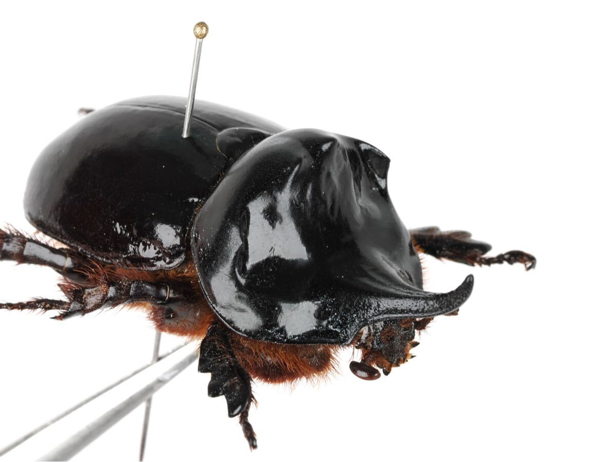 南米の珍品カブト　ペア　Eremobothynus? 南米の珍品カブト ペア Eremobothynus? 2023,3/13,14 新着WILD