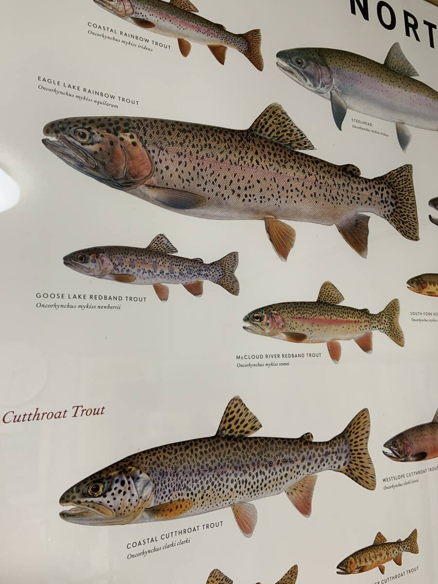 送料込 ポスター TROUT OF NORTH AMERICA フライ フィッシング 送料込 ポスター TROUT OF NORTH AMERICA フライ フィッシング