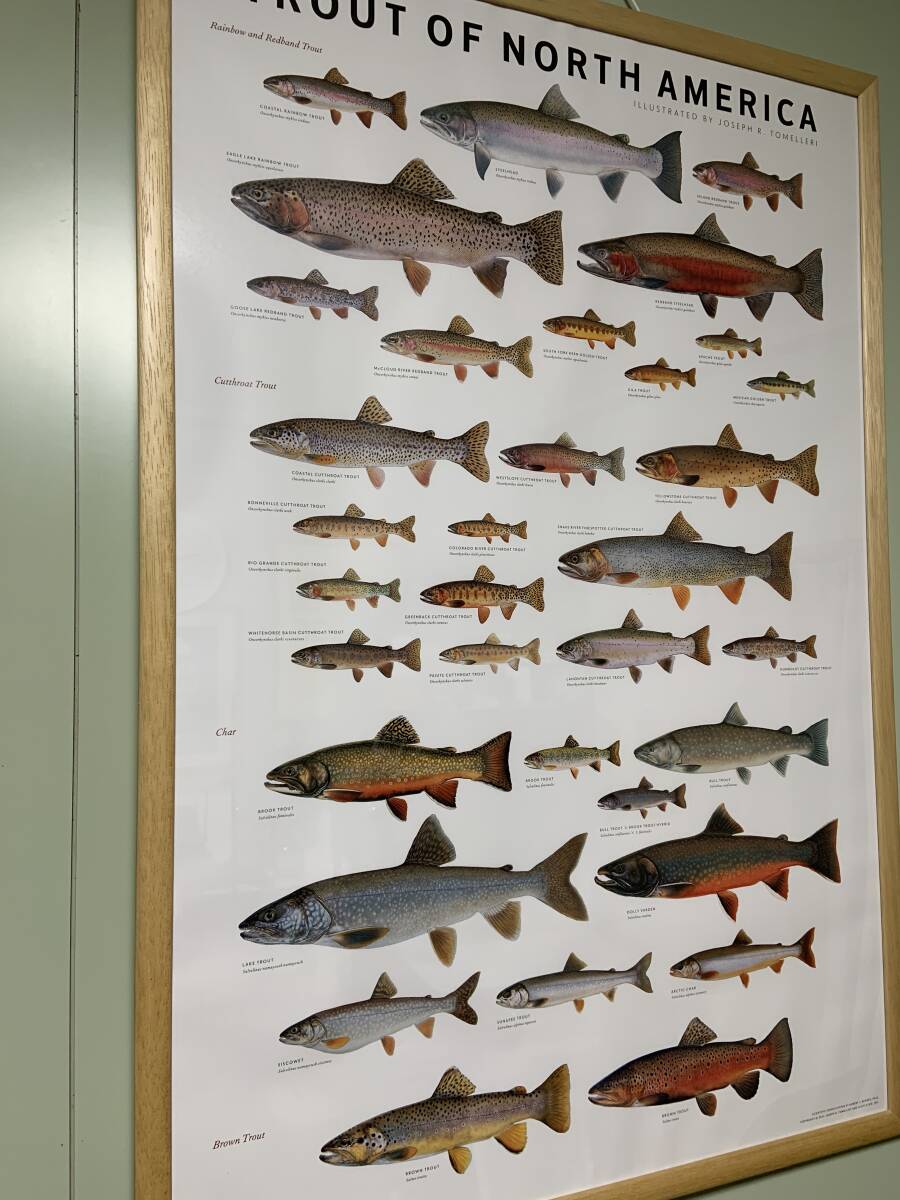 送料込 ポスター TROUT OF NORTH AMERICA フライ フィッシング 送料込 ポスター TROUT OF NORTH AMERICA フライ フィッシング