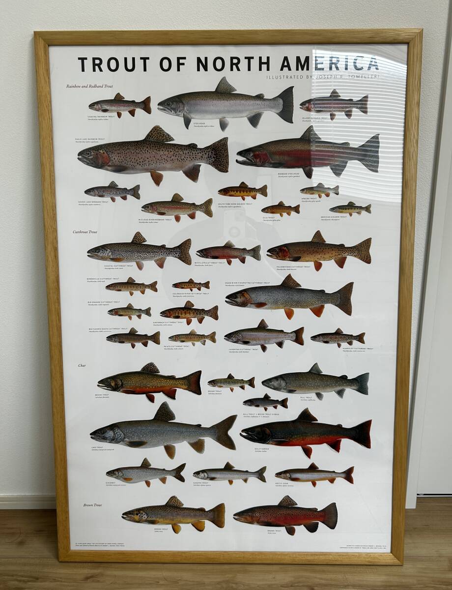 送料込 ポスター TROUT OF NORTH AMERICA フライ フィッシング 送料込 ポスター TROUT OF NORTH AMERICA フライ フィッシング