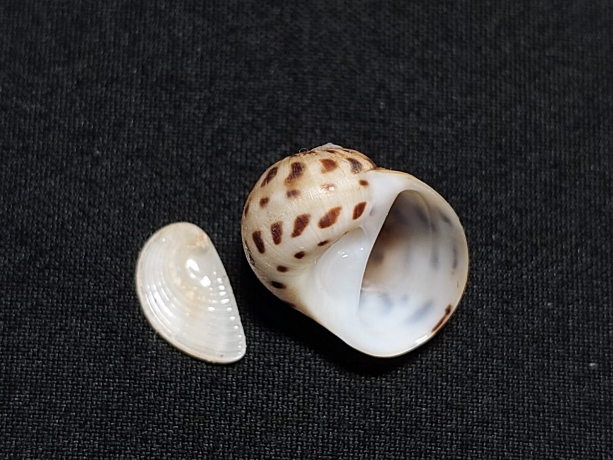 鵜の人、貝殻.貝標本 鵜の人、貝殻.貝標本 貝標本の通販 by ISISshop｜ラクマ