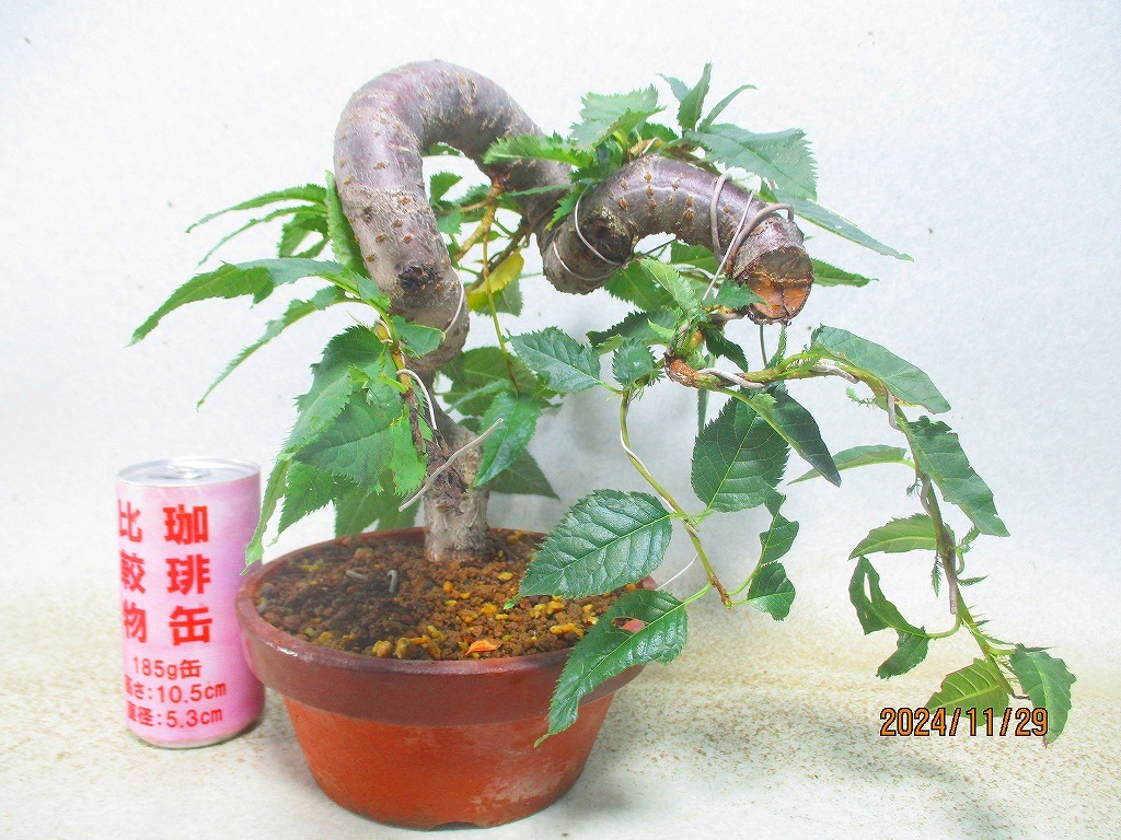 [讃岐屋緑兵衛]シナノ寒桜(112455駄温鉢)全高：28㎝※同梱包は「まとめて取引」手続厳守※送料明記＊説明必読